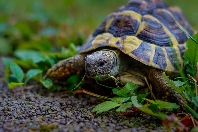Slow Eating Practices